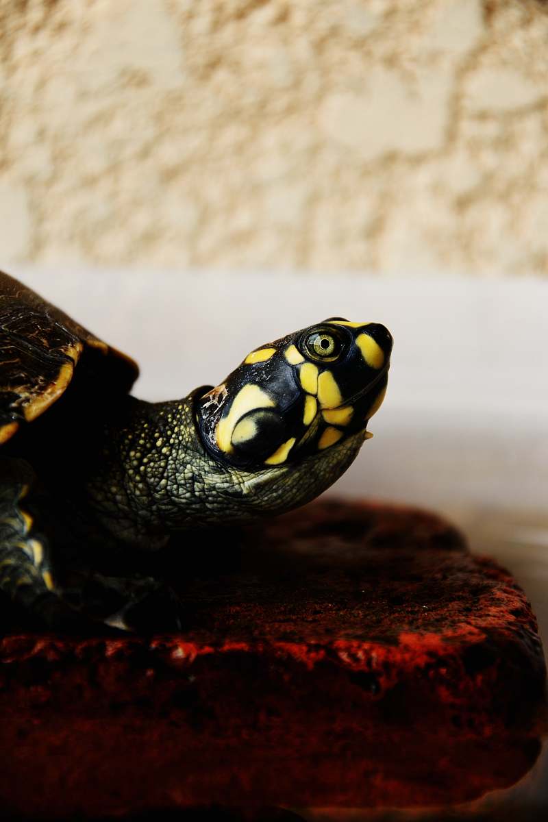 box turtle macro shot of green and yellow turtle tortoise